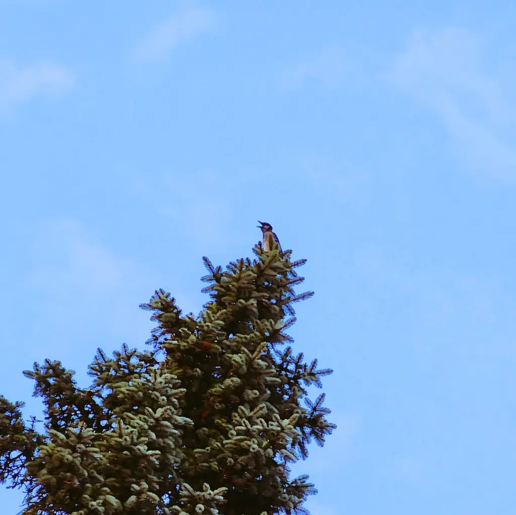 The Epic Treetop Shriek-out Adventure