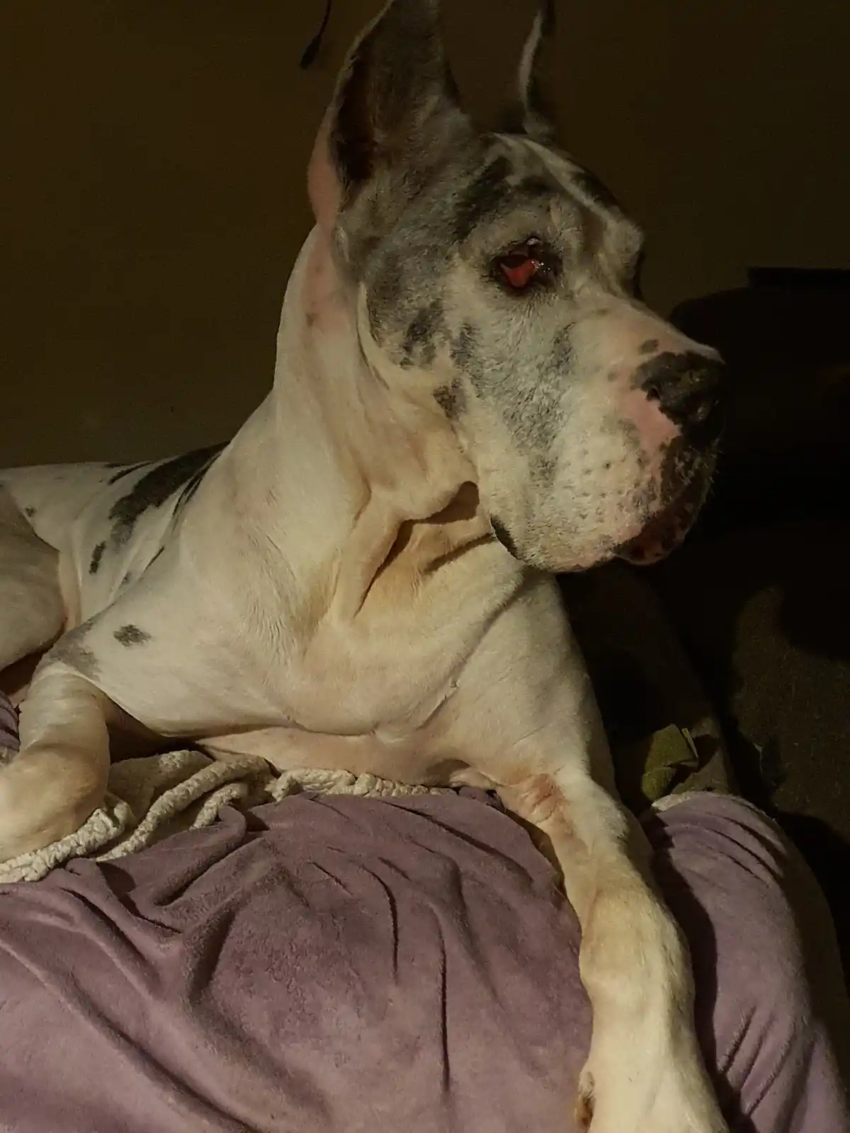 Remembering Emma: Three Years Since She Crossed the Rainbow Bridge