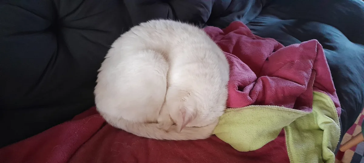 A white cat is curled up into a tight, round ball while sleeping on a pile of blankets, one red and one green, on a dark…