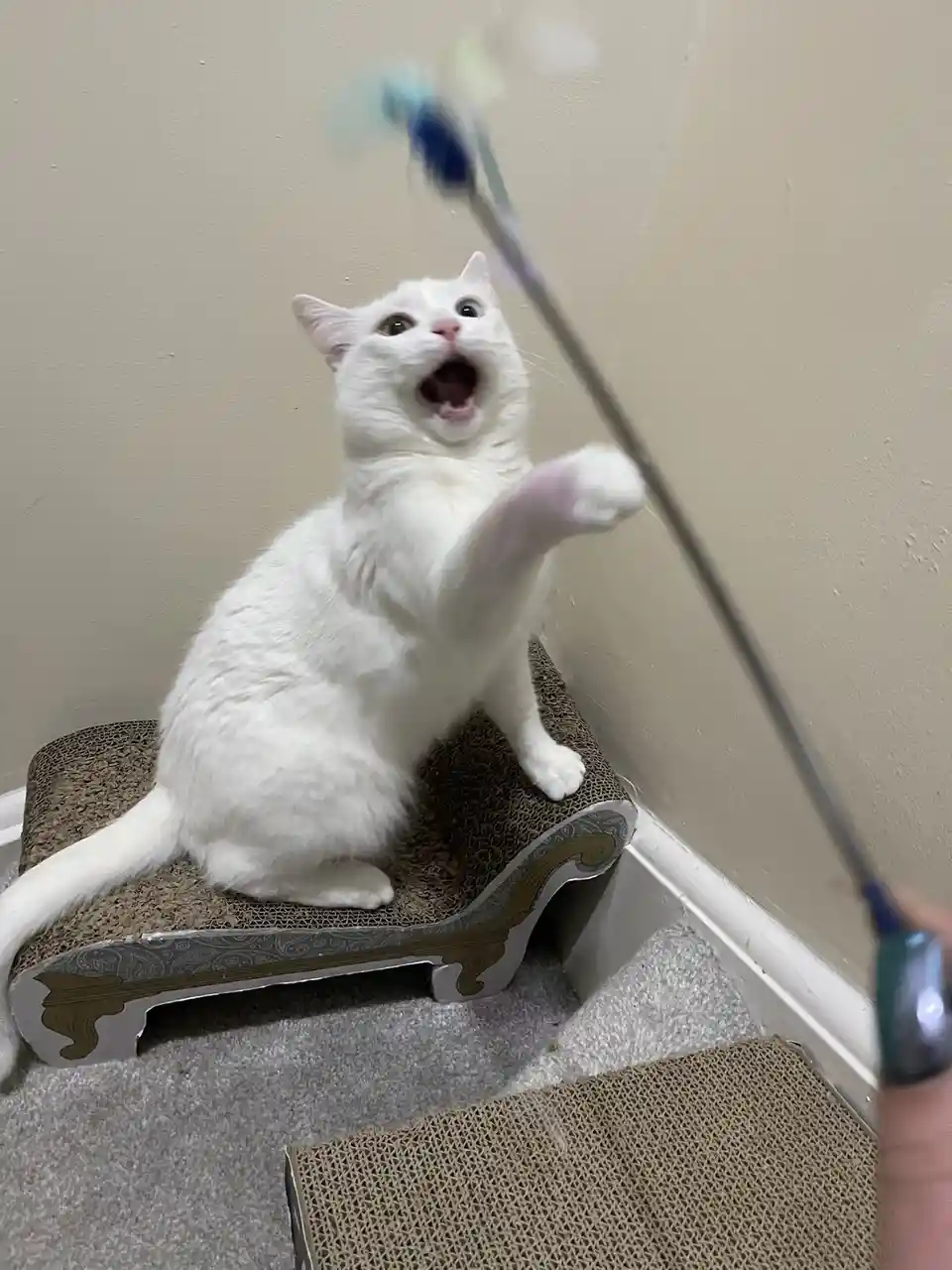 Tony's Exciting Encounter with a New Toy