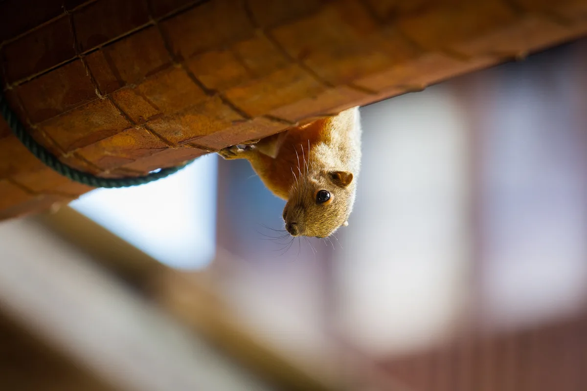 A small brown squirrel hangs upside down from the edge of a tiled roof, looking directly at the camera with a curious…