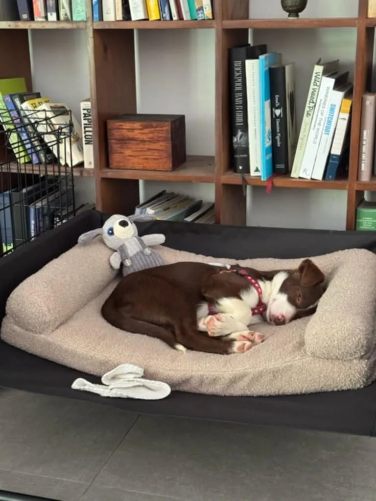 Cocoa is settling in and making herself at home!