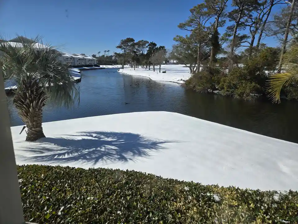 A sunny day in a tropical-looking area with palm trees and a waterway, but the ground and trees are covered in snow…
