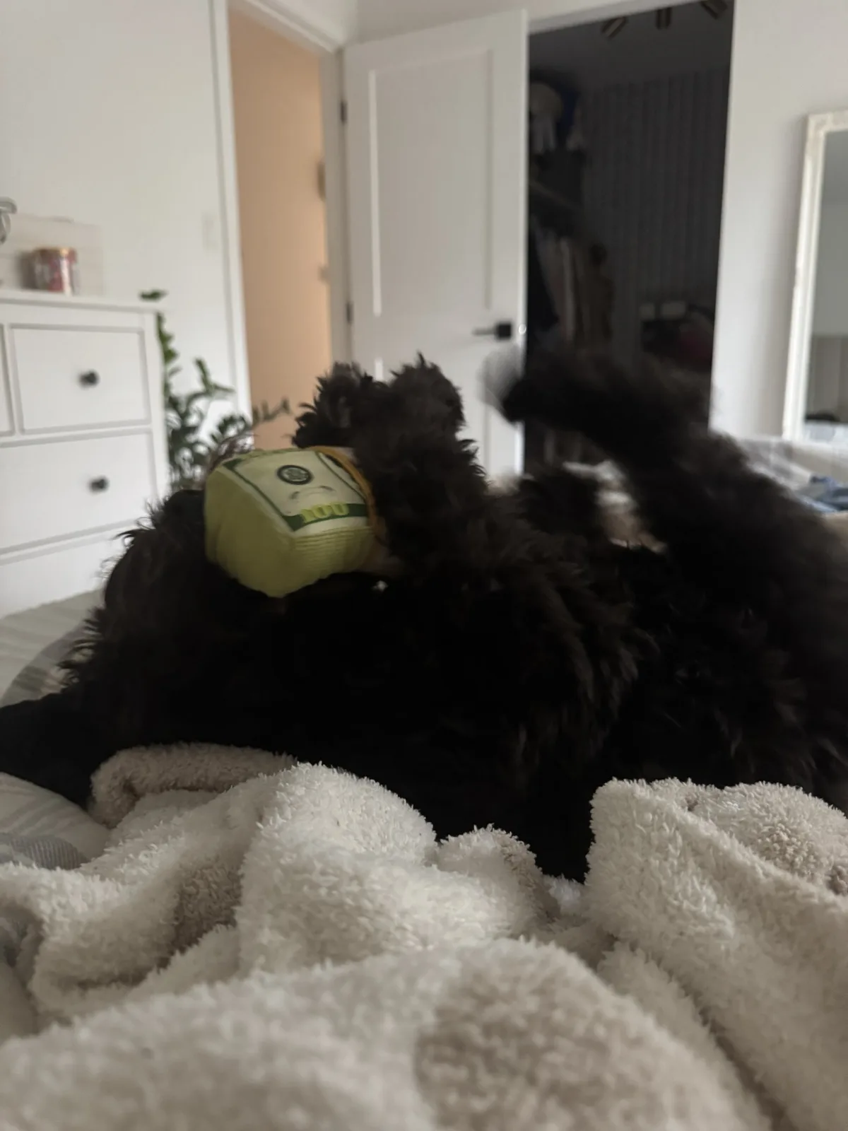 Your Daily Dose of Olive Goodness