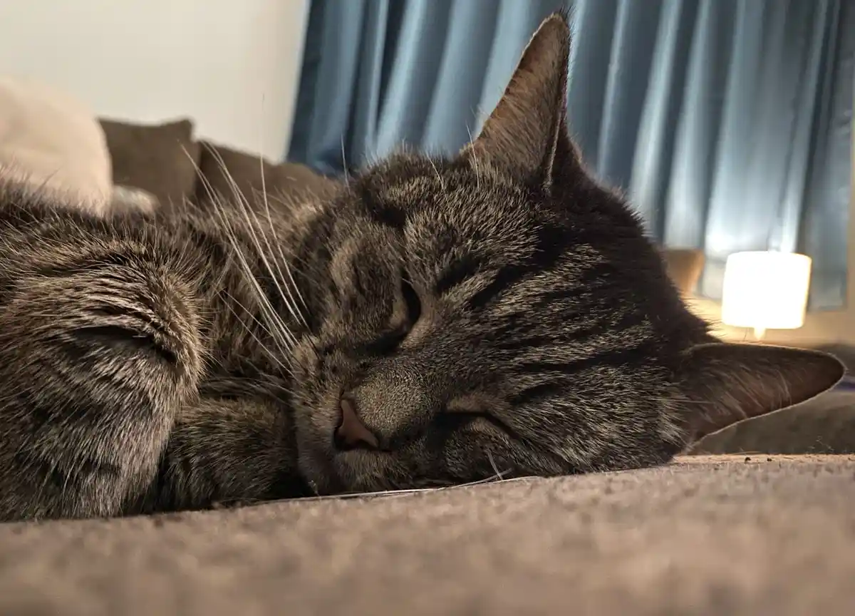 A close-up photo of a gray tabby cat sleeping peacefully with its eyes closed on a couch, its whiskers visible and one ear…