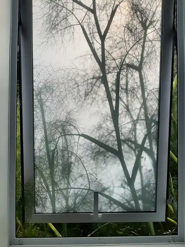 A close-up photo shows a window with a silver frame, looking out onto the silhouettes of bare, feathery tree branches…
