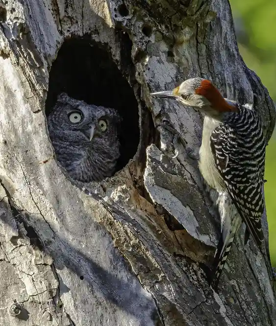 A young gray owl with wide, startled eyes peers out from a hollow in a weathered tree trunk, while a red-bellied woodpecker…