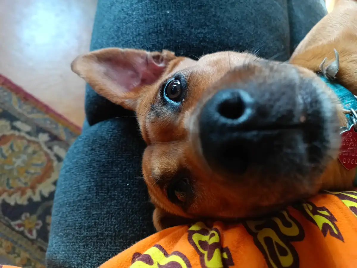 A close-up photo of a small brown dog lying on its back on a dark blue couch, looking up at the camera with large…