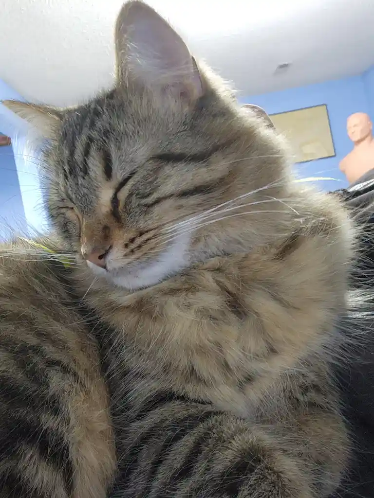 Caturday Adventures with Cricket the Cat