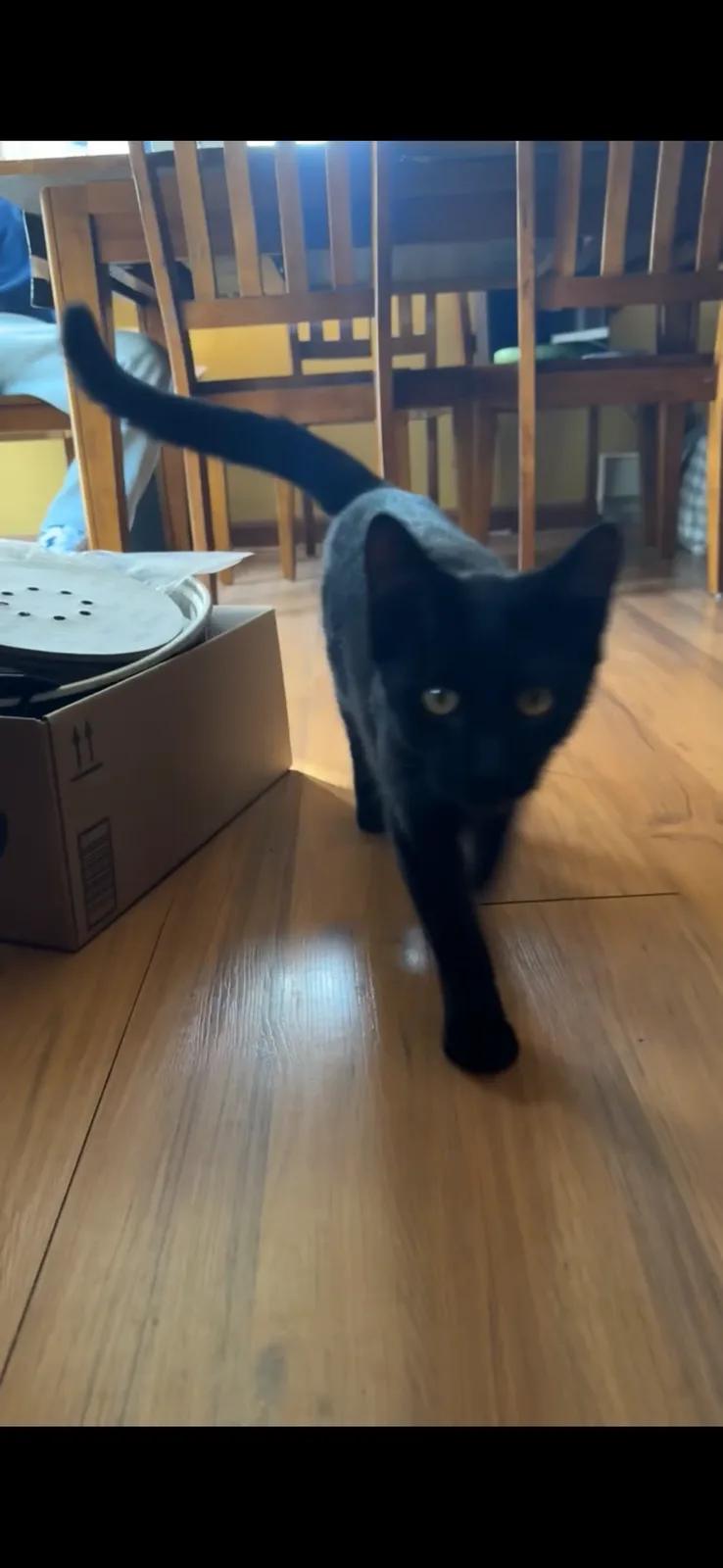 A black cat with yellow eyes walks confidently toward the camera on a wooden floor, its tail held high. In the background…