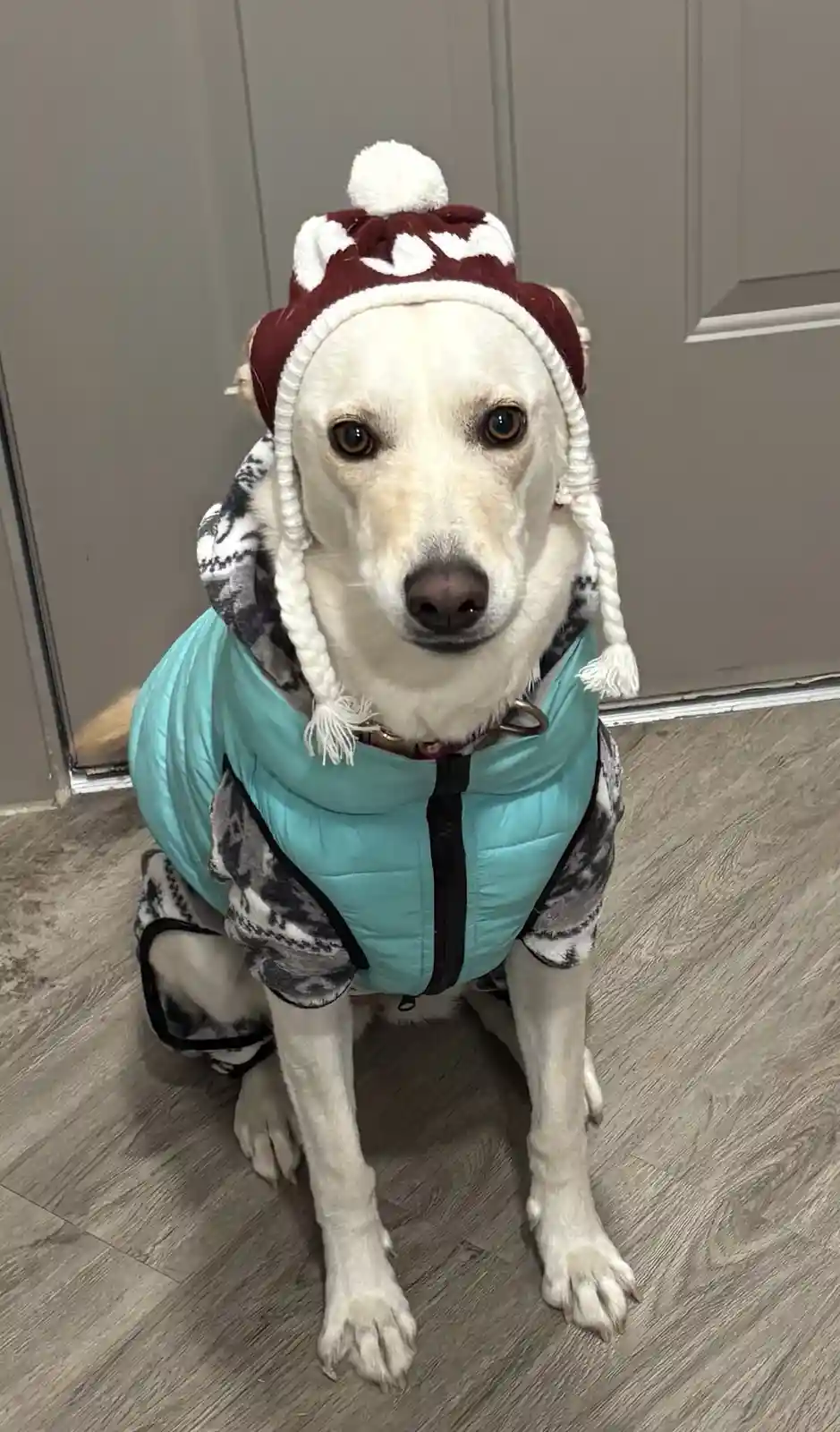 A light-colored dog sits on a wood-patterned floor, wearing a teal puffer vest over a black-and-white patterned hoodie and a…