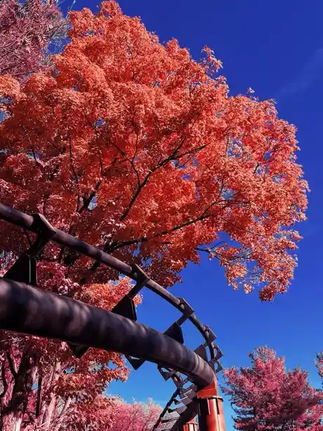 A low-angle photo shows a dark roller coaster track curving upward beneath a vibrant red-orange tree against a deep blue…