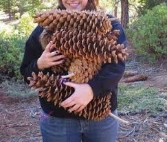 A person is holding a very large pinecone in their arms, smiling at the camera. The pinecone is so big it covers most of…