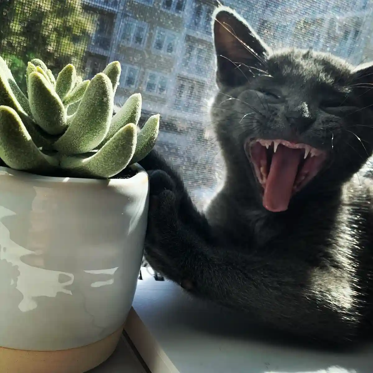 A gray cat is yawning widely with its mouth open, tongue out, and eyes squinted while resting on a windowsill next to a…