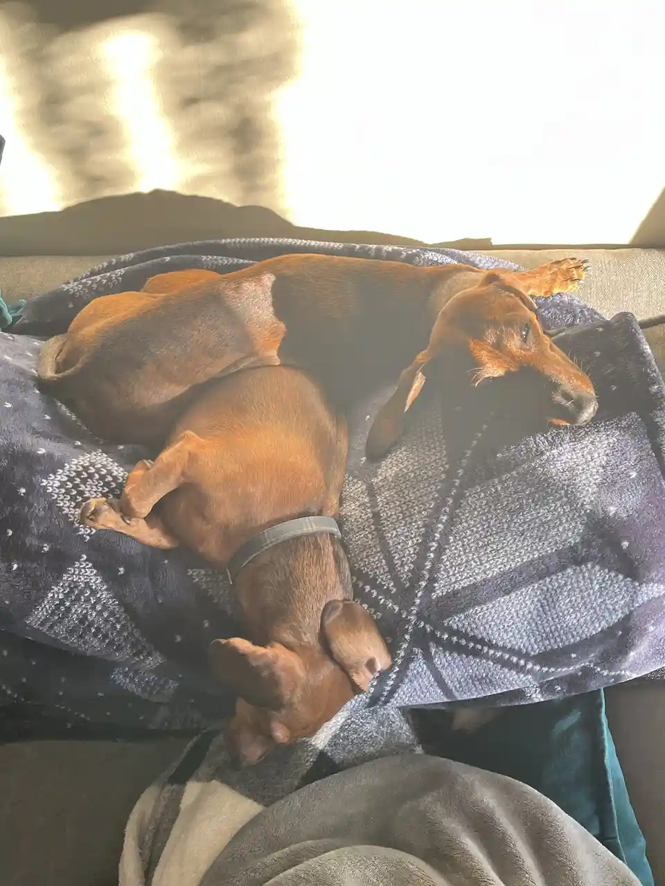 Two brown dachshunds are curled up together on a patterned blue and white blanket draped over a couch, bathed in warm…
