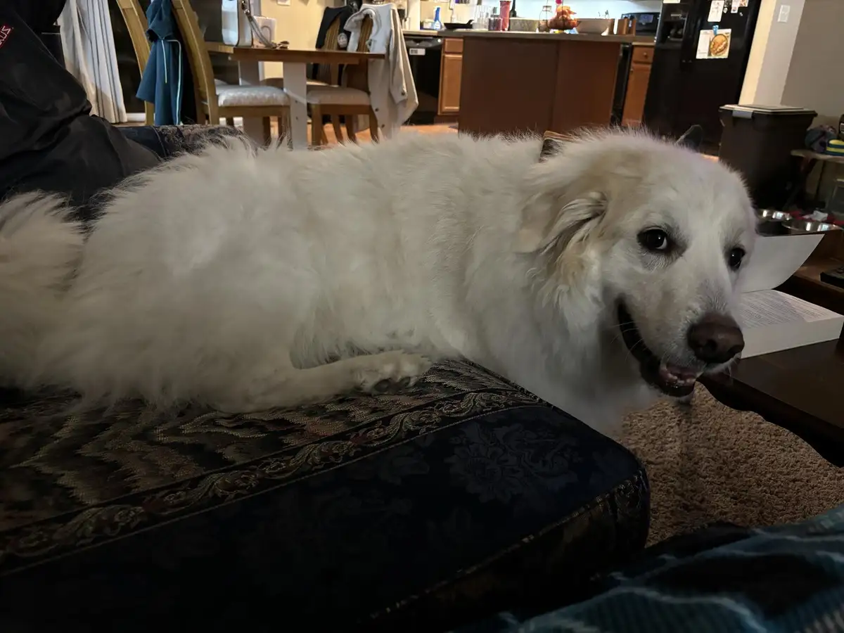 A fluffy white dog with a relaxed, slightly smug expression lies on a patterned ottoman in a home setting, looking directly…