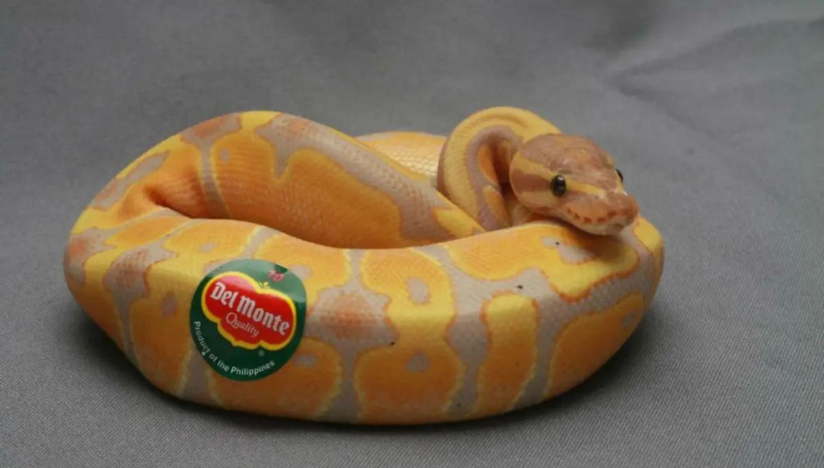 A coiled yellow and orange patterned snake has a green and red Del Monte fruit label stuck to its side, creating a surreal…