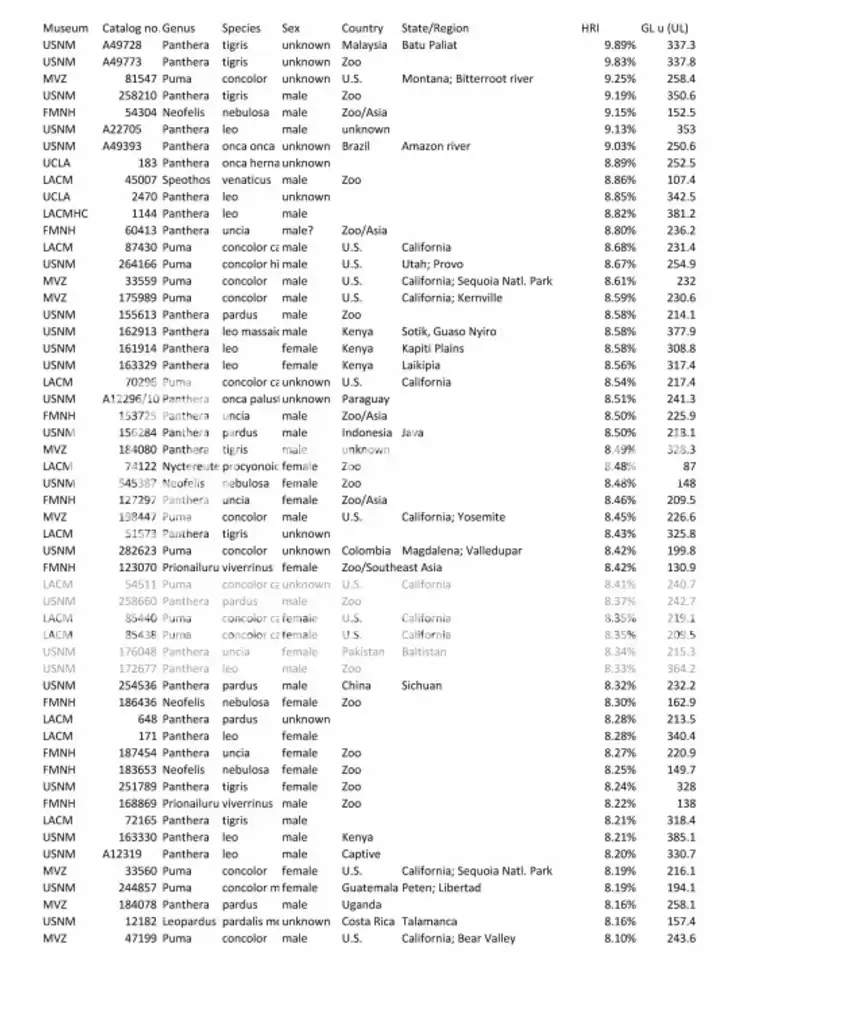 A spreadsheet listing museum catalog numbers, genus, species, sex, country, and other data for various big cats, with the…