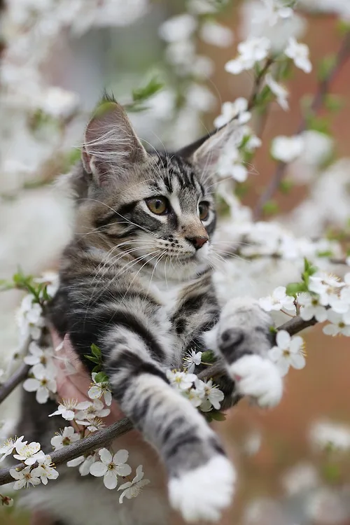 Meet Today's Adorable Cat Star!