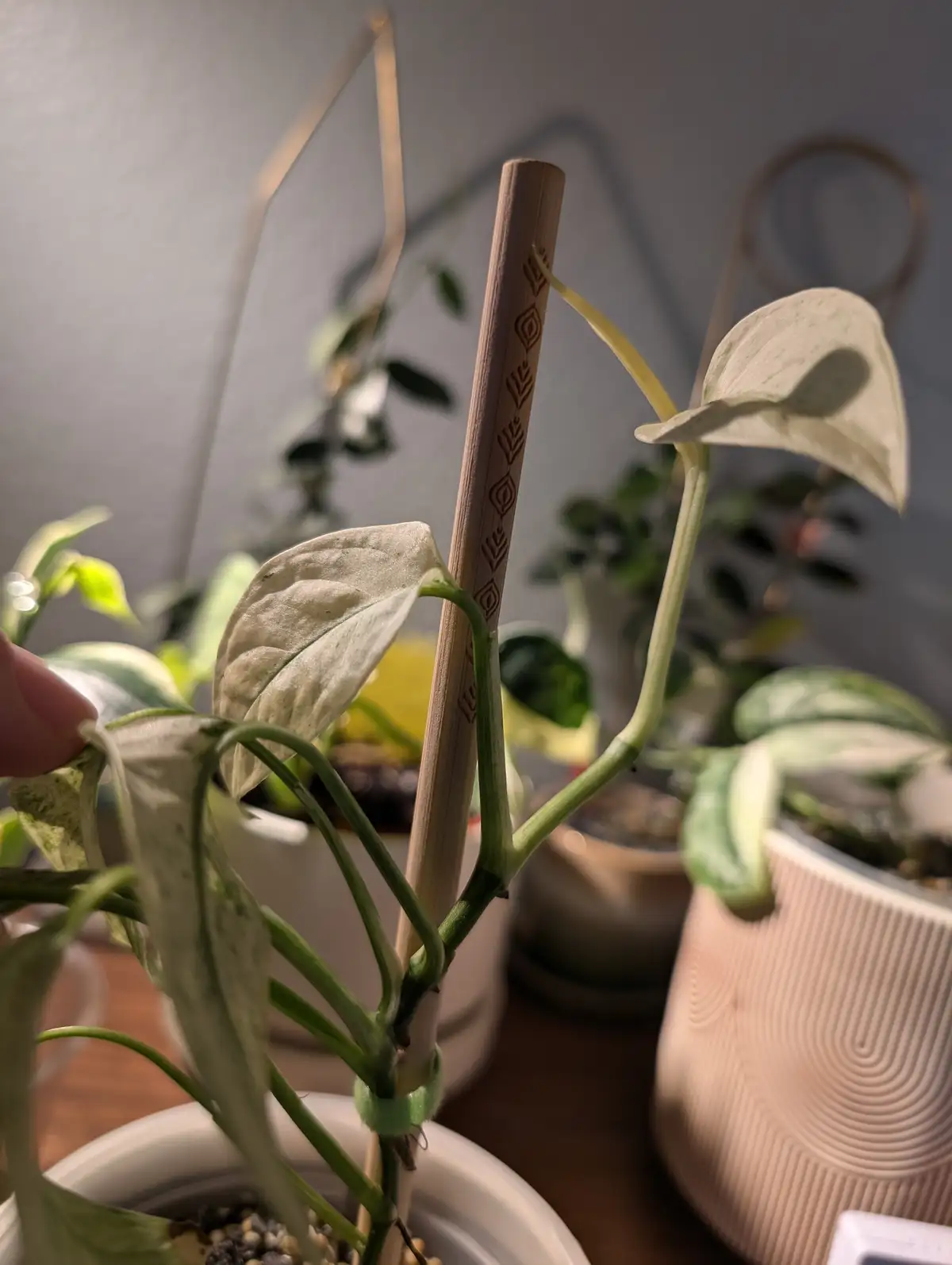 A close-up photo of a variegated houseplant with light green and white leaves, supported by a bamboo stake tied with a green…