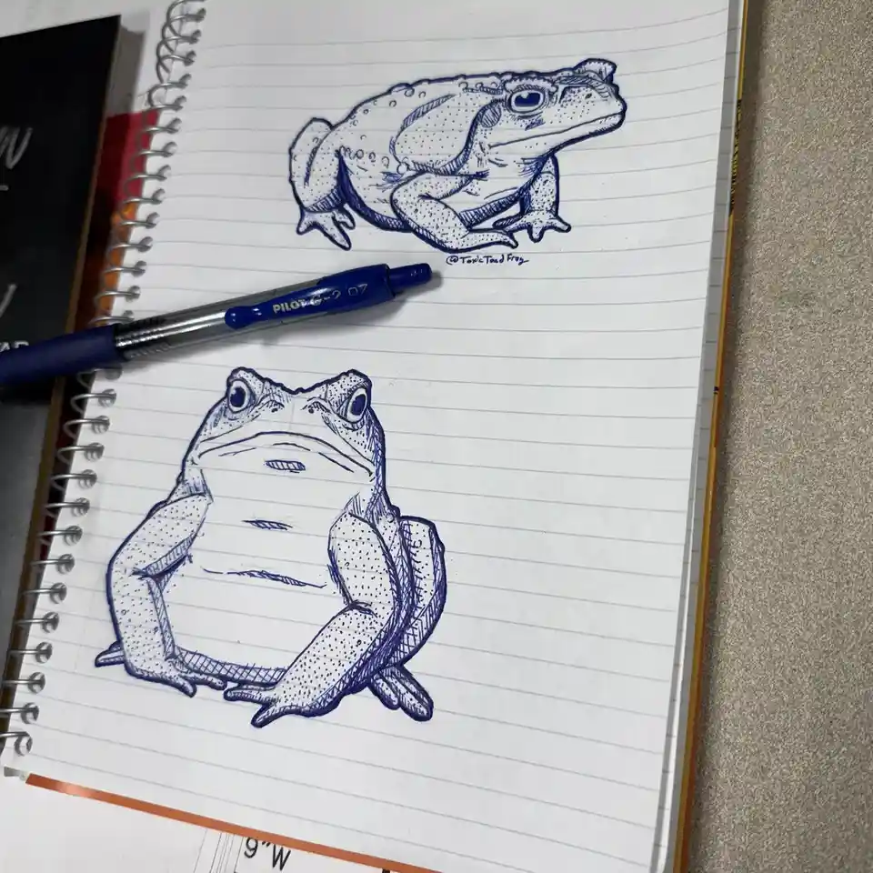 A spiral-bound notebook shows two blue ink drawings of toads on lined paper. The top toad is drawn with detailed shading and…