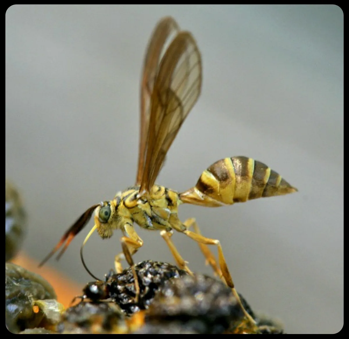 Wasp-Mimicking Moths: Nature's Clever Impersonators