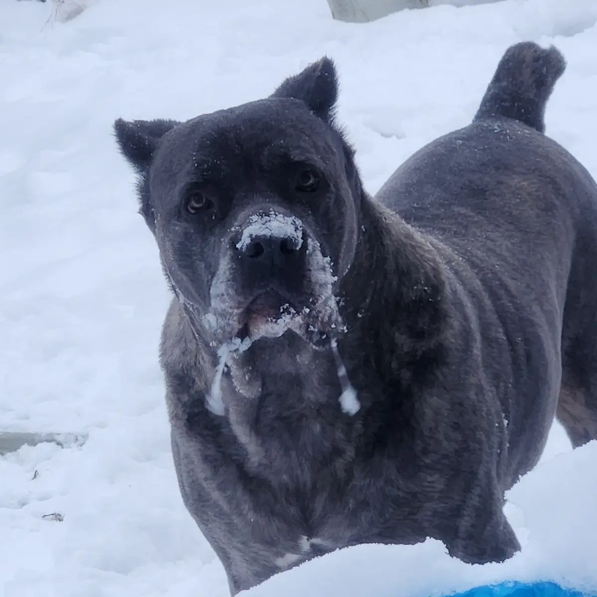 A large, dark-furred dog with snow on its nose and mouth stands in a snowy outdoor setting, looking directly at the camera…