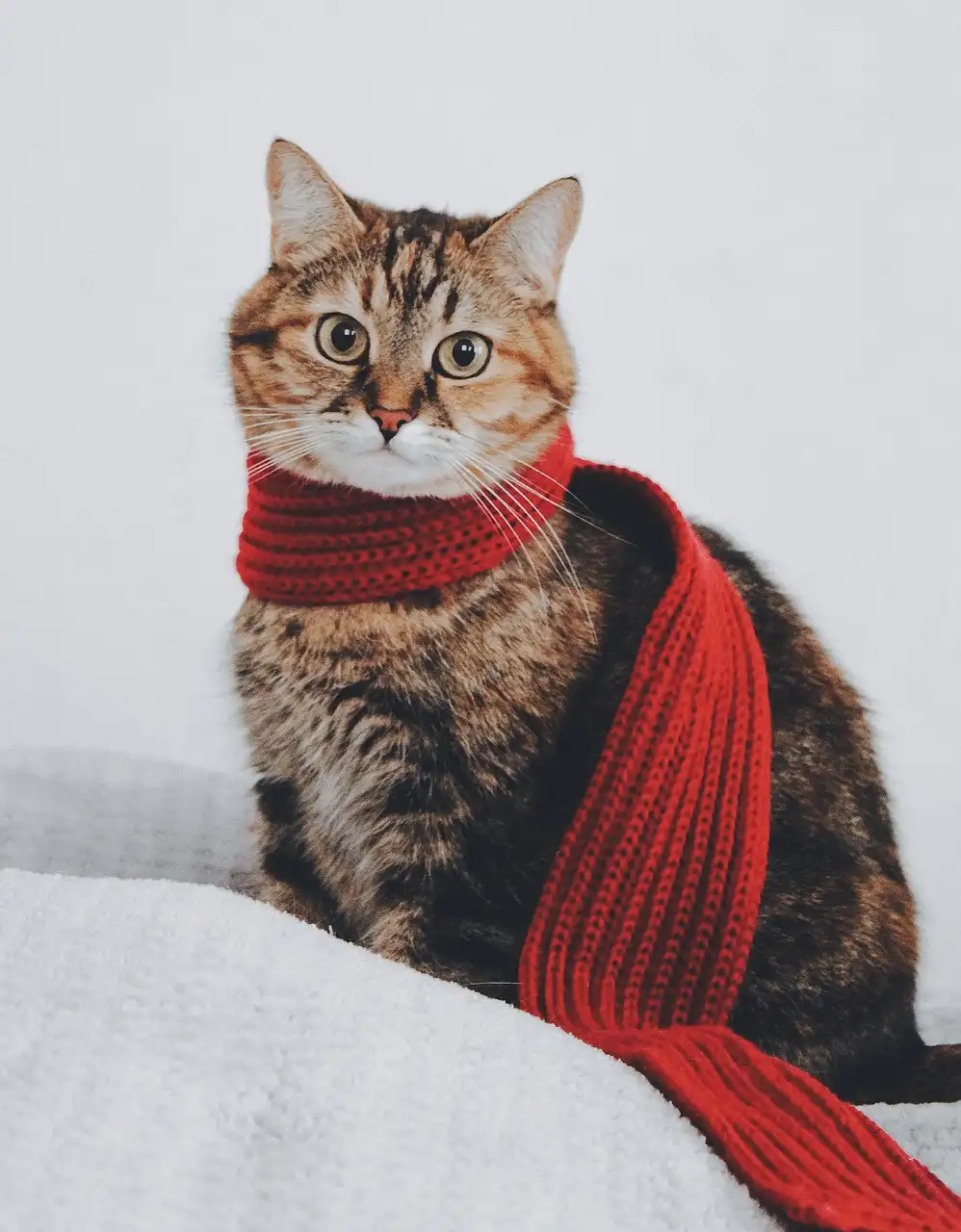 Adorable Tabby Cat Moments