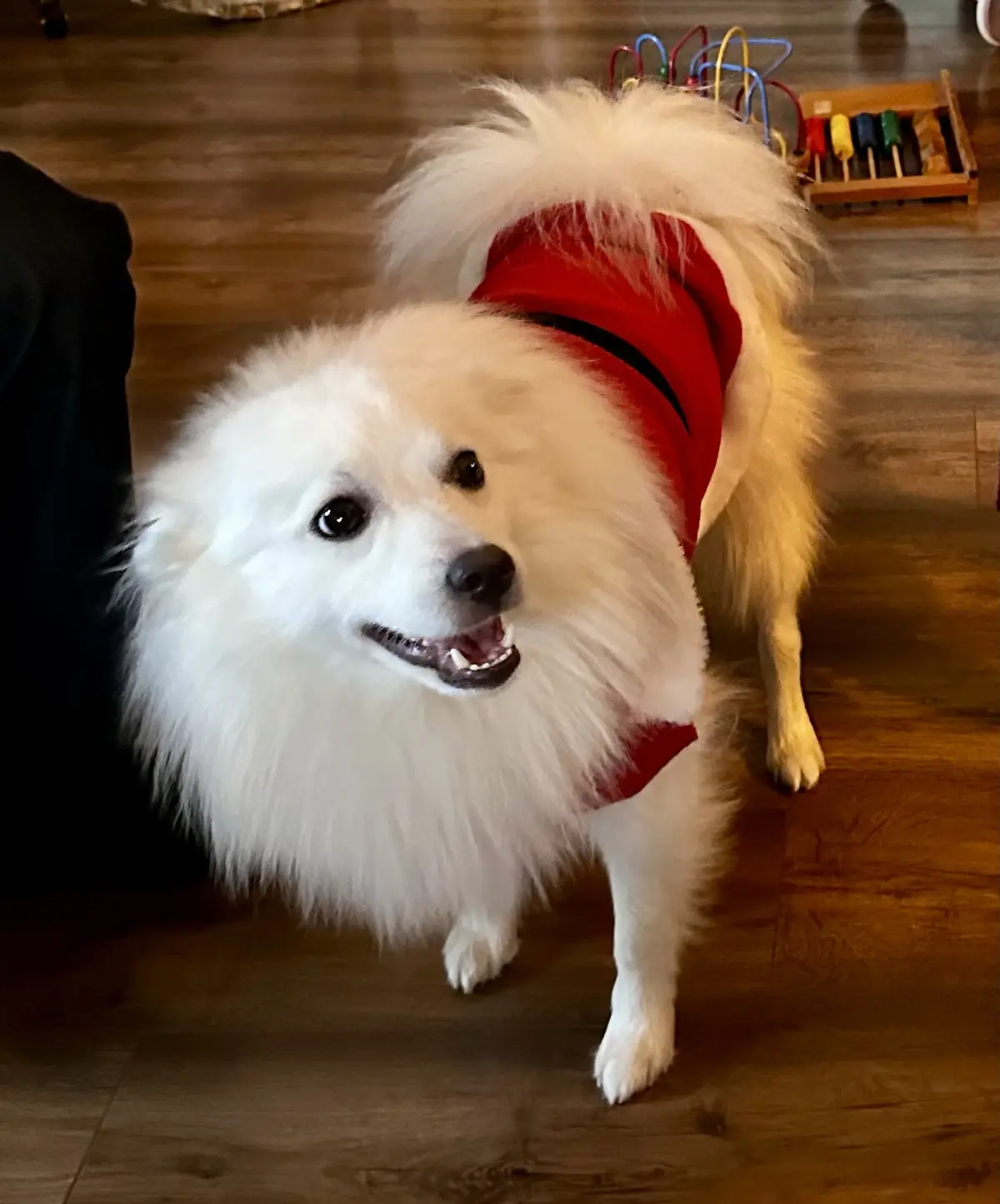 A fluffy white dog wearing a red Santa hat stands on a wooden floor, looking up with a happy expression. In the background…