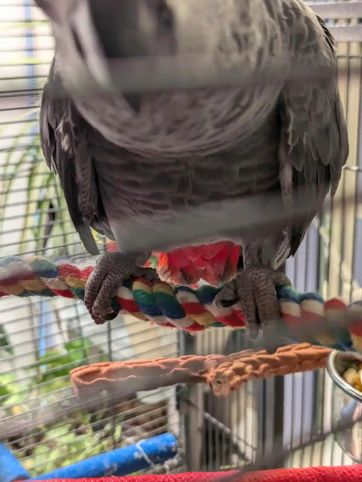 A close-up photo shows a grey African Grey parrot perched upside down on a colorful braided rope toy inside a cage. The…