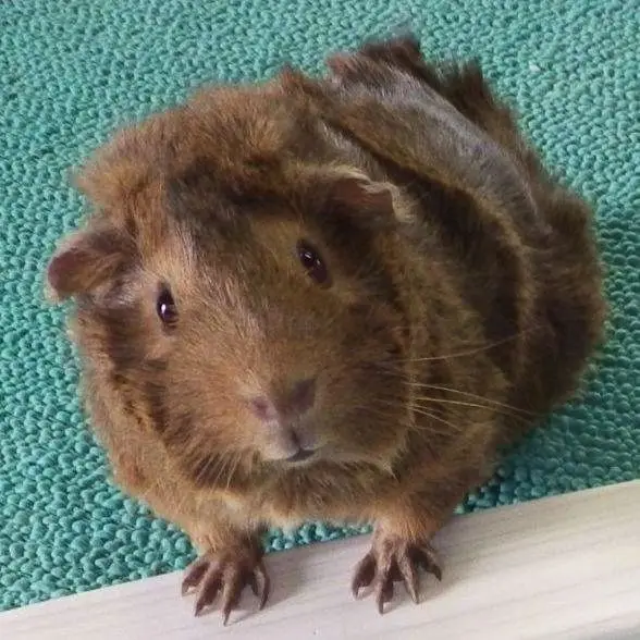A brown guinea pig with fluffy fur and dark eyes sits on a light wooden surface against a teal textured background, looking…