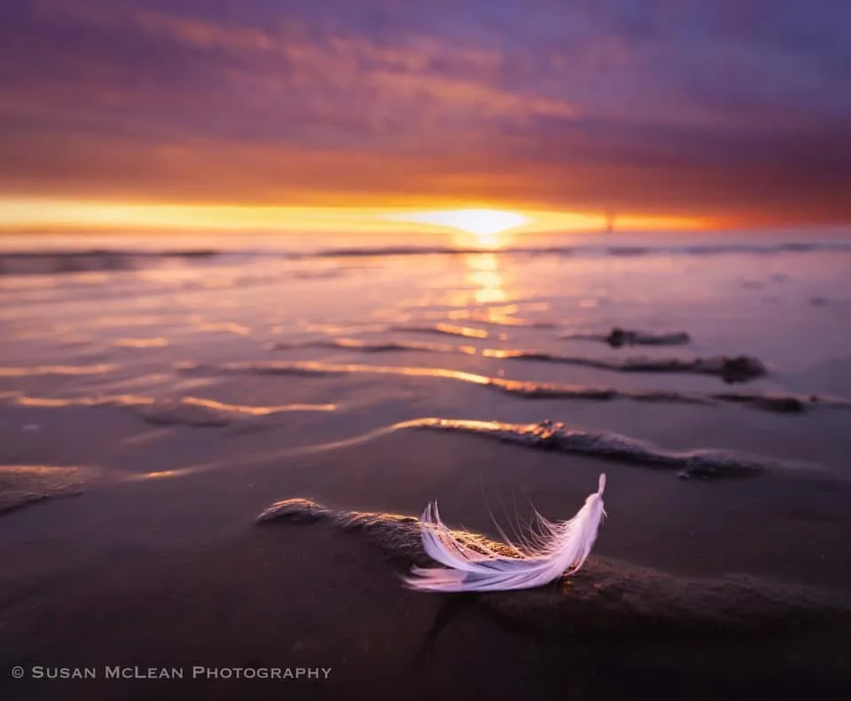 Delicate Feather Floating in the Breeze