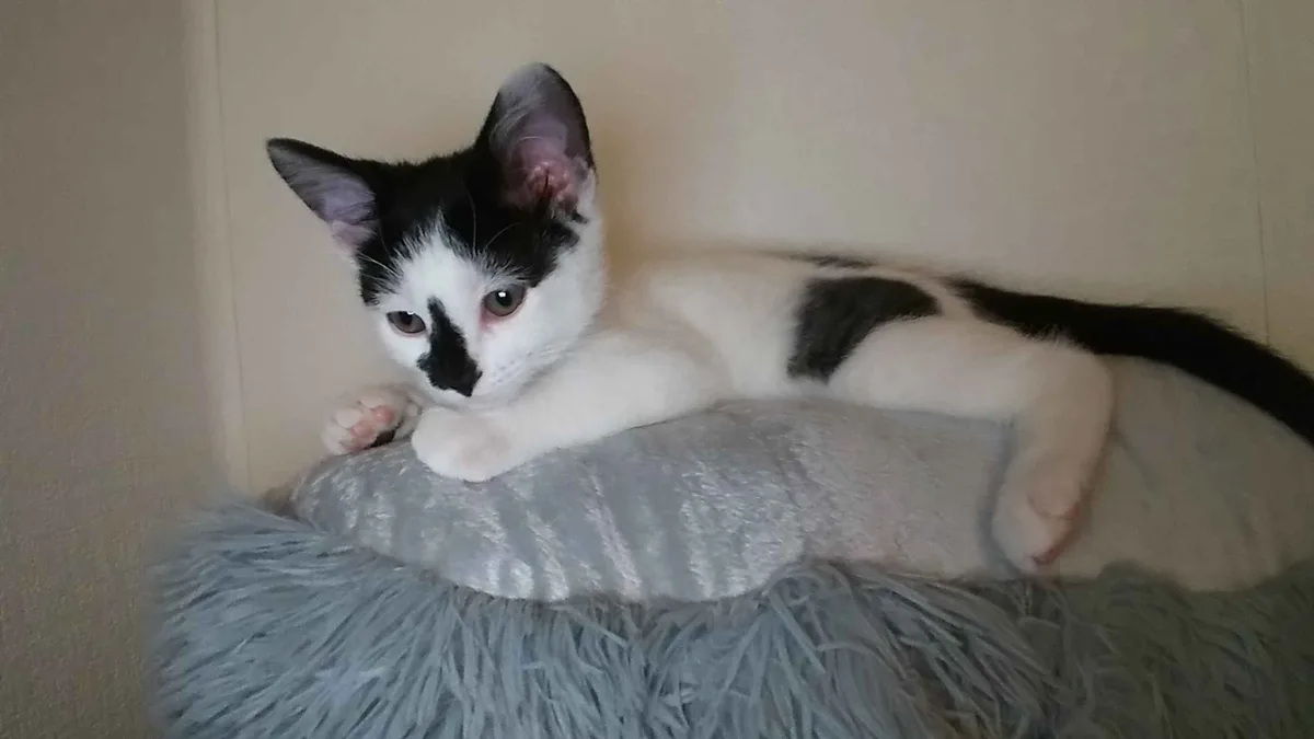 A black and white kitten lies on a fluffy gray pillow, looking directly at the camera with a relaxed but slightly…