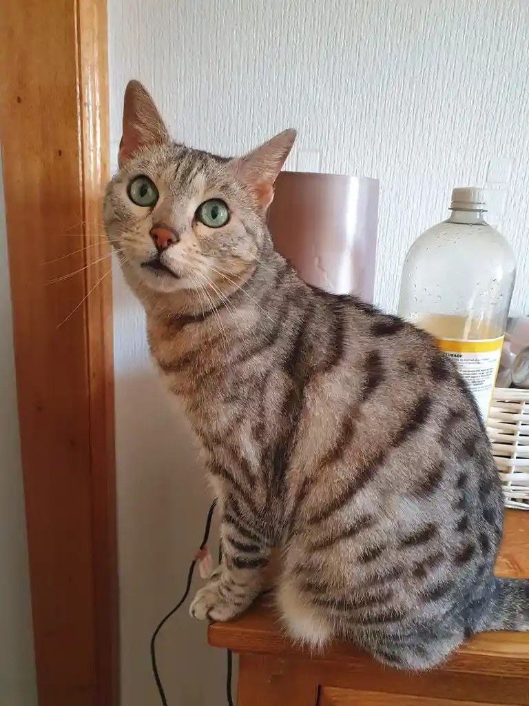 A tabby cat with wide, startled green eyes sits upright on a wooden surface, looking upward with an expression of shock or…