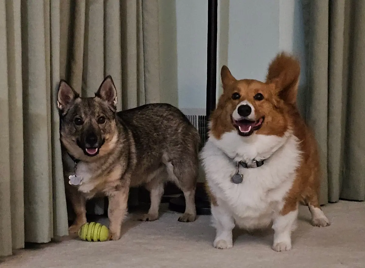 Two dogs stand side by side indoors near curtains; the dog on the left has brindle fur and a green chew toy at its paws…