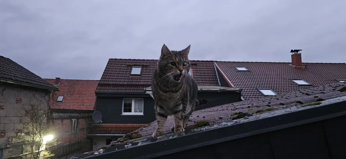 A tabby cat stands on a dark, mossy roof edge with a startled or angry expression, mouth open, against a backdrop of…