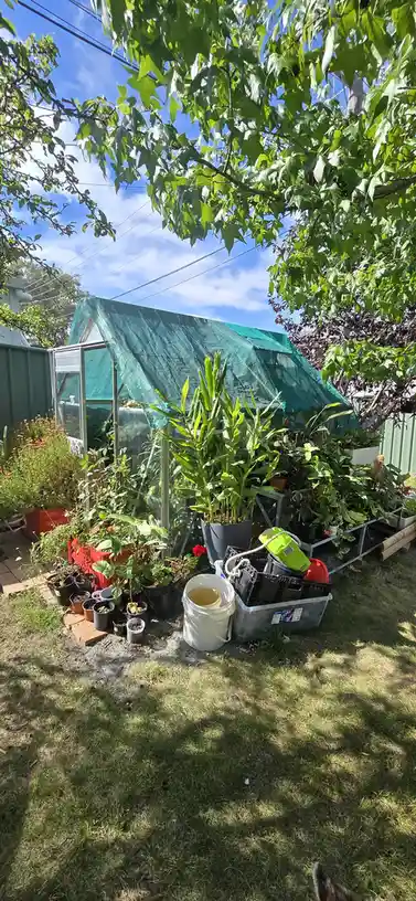 An outdoor garden scene shows a small greenhouse covered with a green tarp, surrounded by numerous potted plants, buckets…