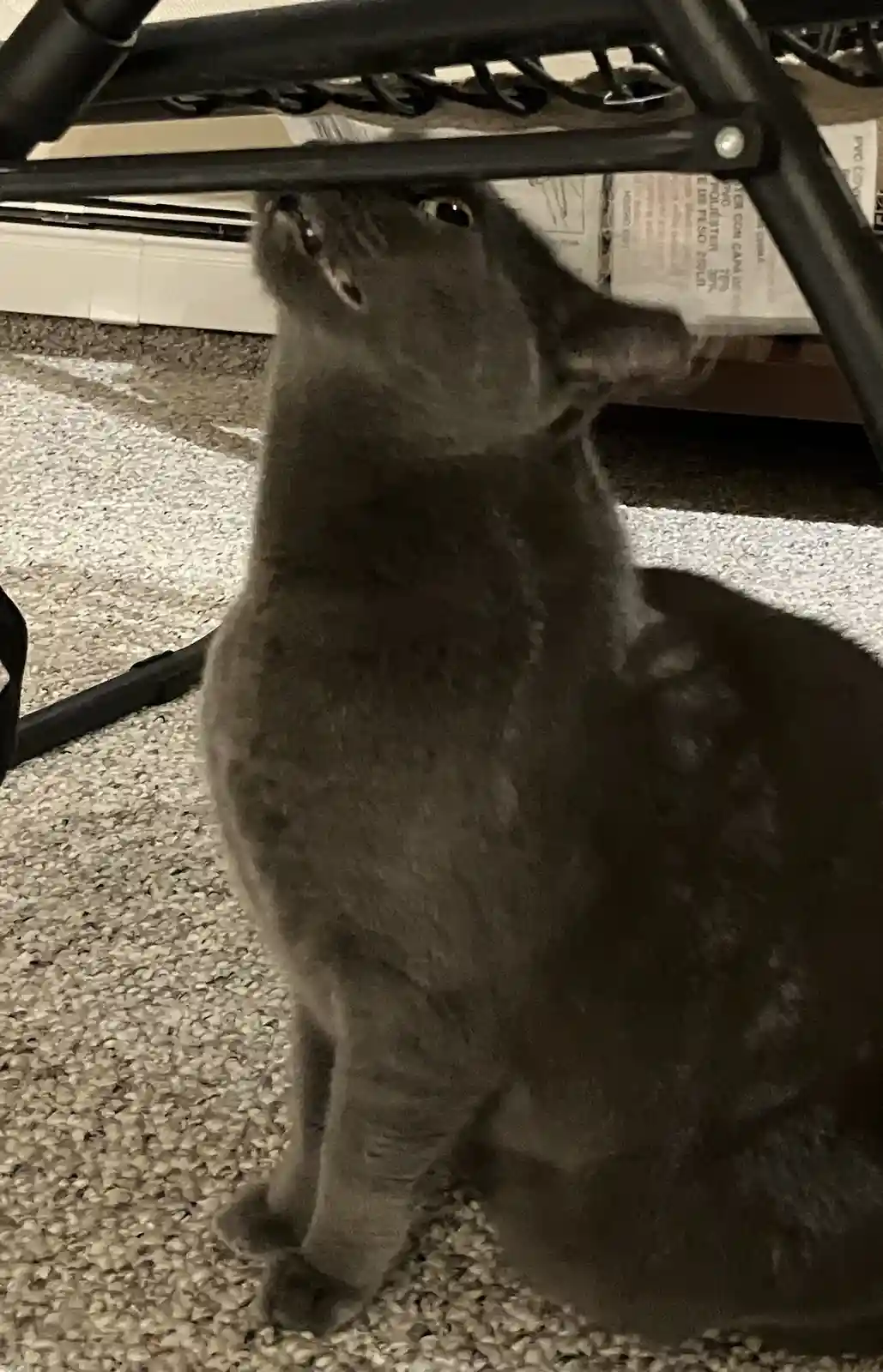 A gray cat sits on a carpeted floor, looking up with a disappointed expression toward the underside of a black metal chair…