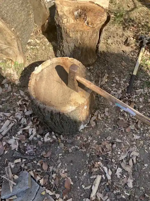 An axe is stuck upright in a freshly cut tree stump, surrounded by other stumps and fallen leaves on dirt ground. The…