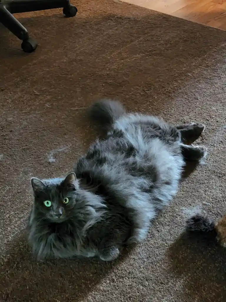 A fluffy gray cat with bright green eyes lies on its back on a brown carpet, looking up at the camera with a relaxed but…