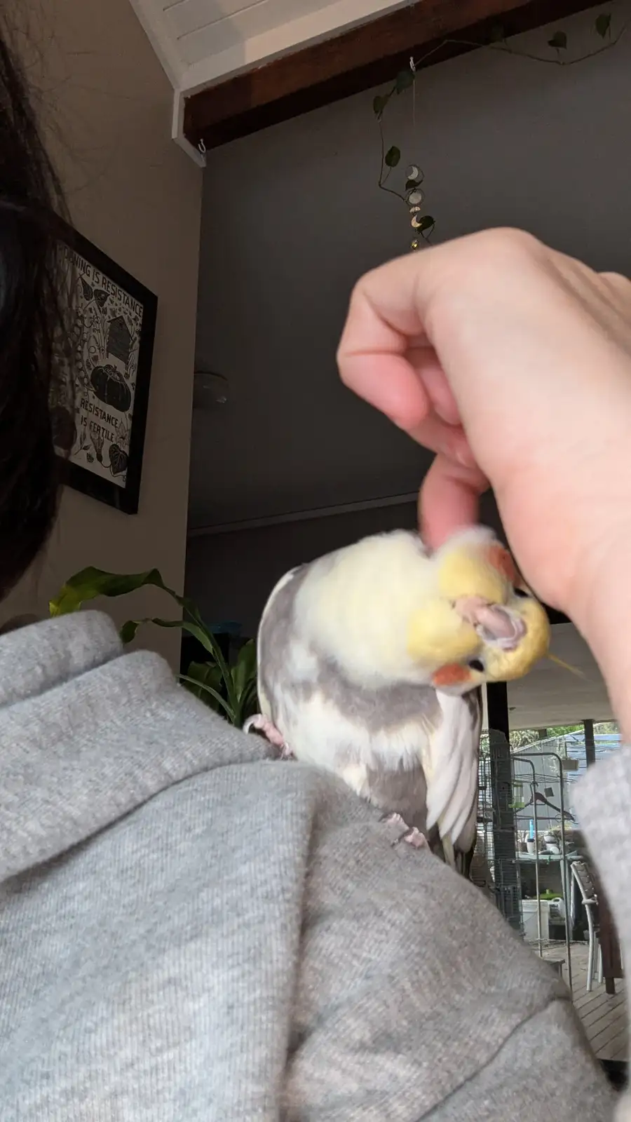 A close-up photo shows a yellow and grey cockatiel perched on a person's shoulder, looking up as a hand gently touches its…