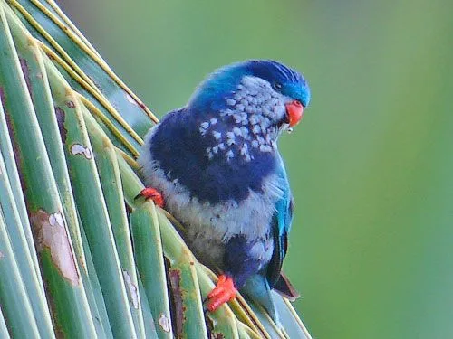 A blue and white bird with a red beak and feet perches on green palm fronds, looking downward. The image has text overlaid…