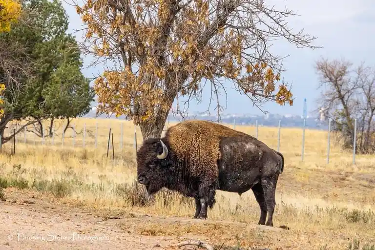 Majestic Buffalo Roaming Free