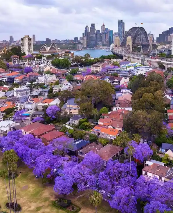 Sydney's Blossoming Beauty: A Floral Delight