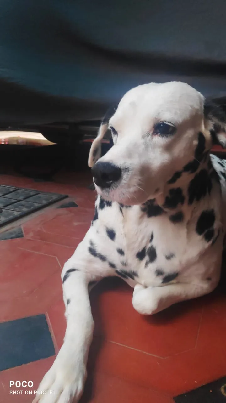 A dalmatian dog with white fur and black spots is lying down on a red tiled floor, looking slightly to the side with a calm…