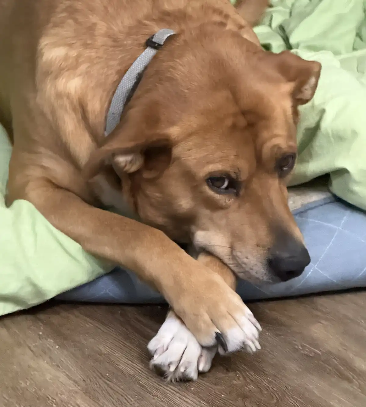 Meet Copper, the Legendary Biff the Cowdog