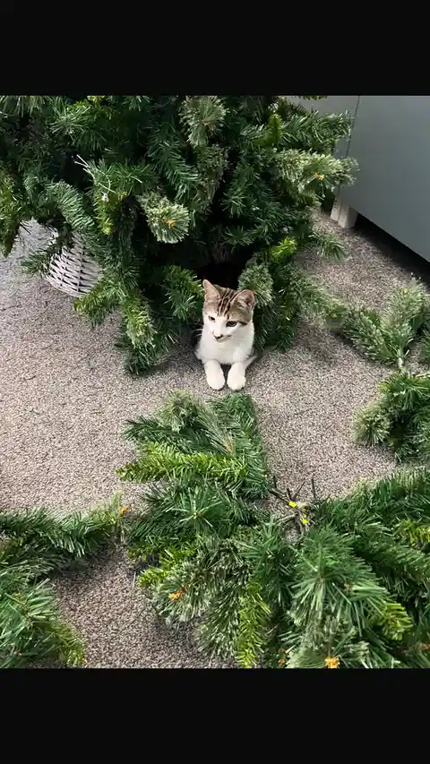 A small tabby and white cat sits calmly on a carpeted floor surrounded by scattered green pine branches from a disassembled…