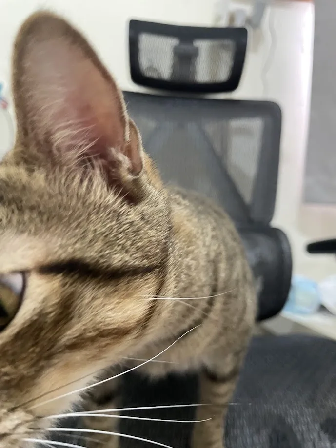 Yet Another Cute Cat Encounter