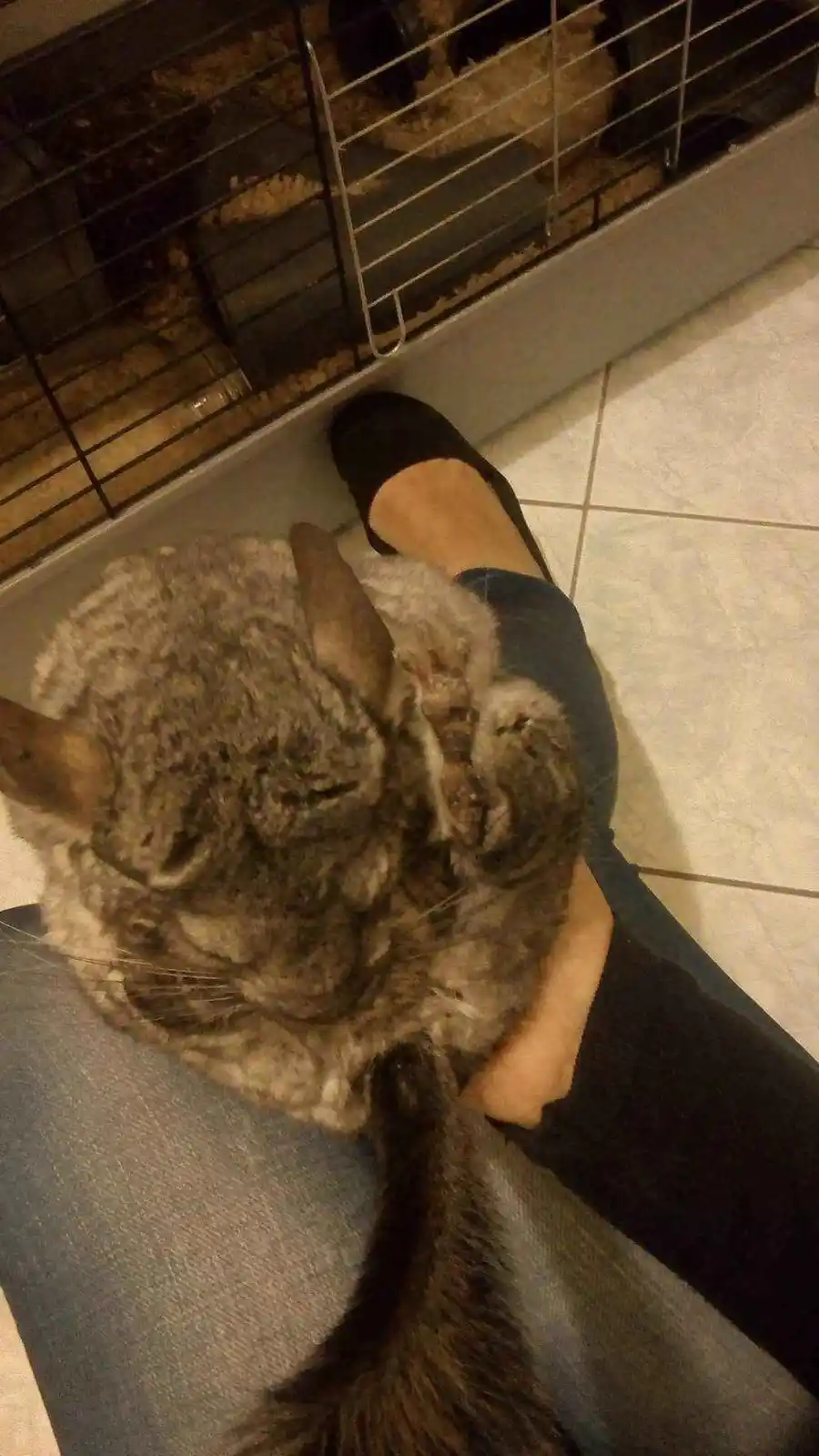 A large, fluffy chinchilla is curled up and sleeping on a person's lap, with its eyes closed and body relaxed. The person is…
