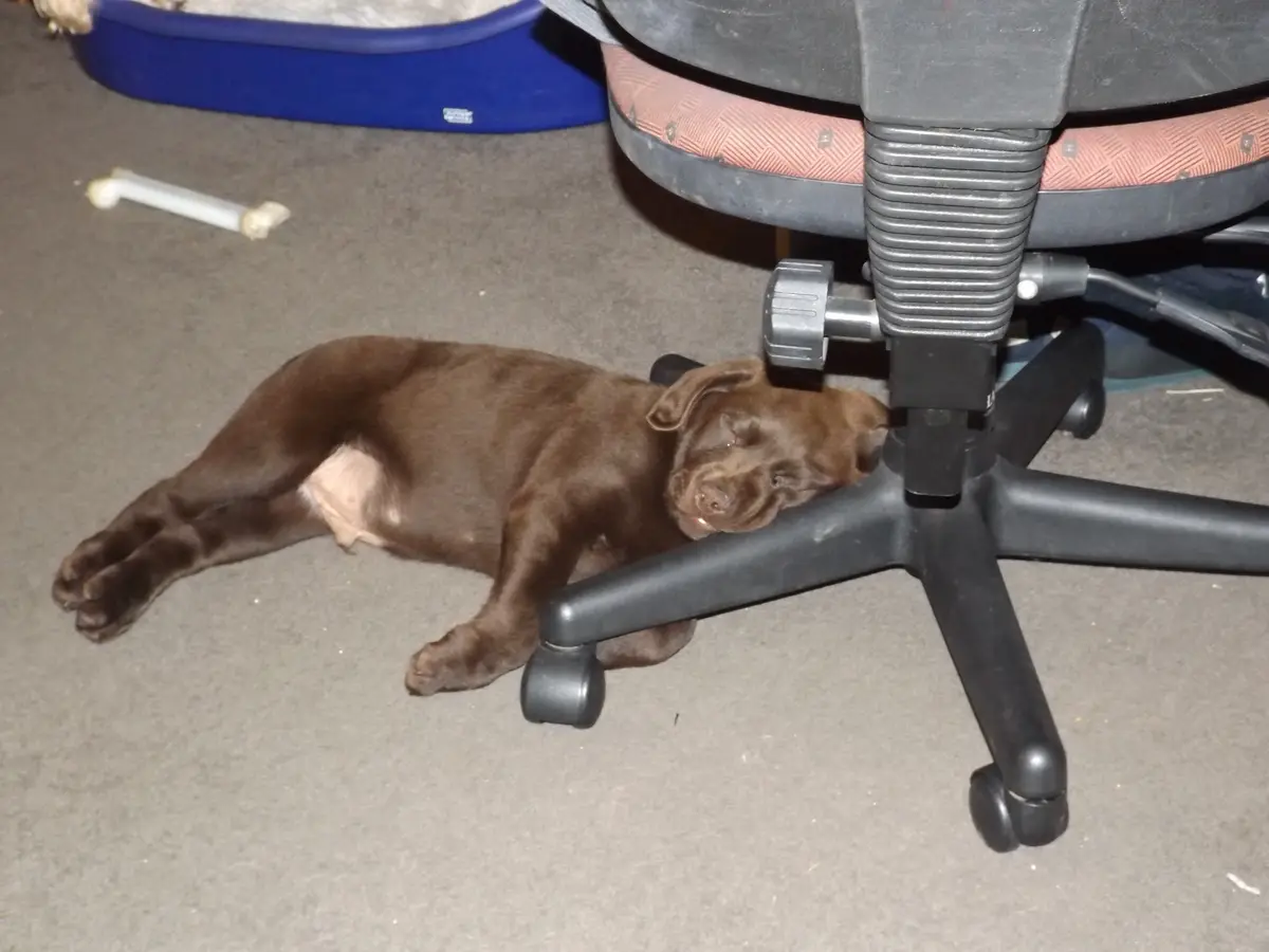 A brown puppy is lying on a carpeted floor, its head resting on the base of a black office chair with wheels. In the…